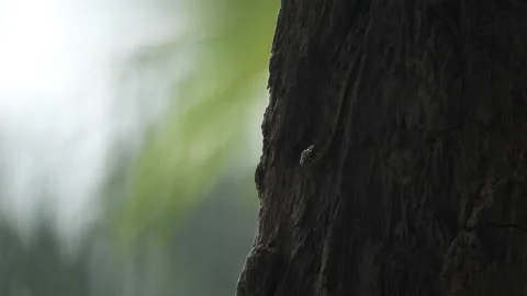 Snake relaxing on tree - eyes . Stock Footage 259415420