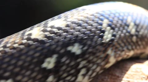 Snake Reptile Diamond Python Stock Footage 49104157