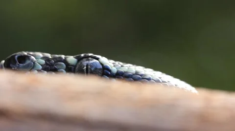 Snake Reptile Diamond Python 動画素材 49104495