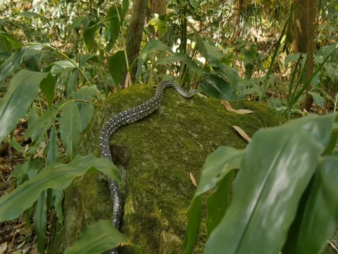 Snake reptile serpent in tree Diamond Python Video stock 74178833