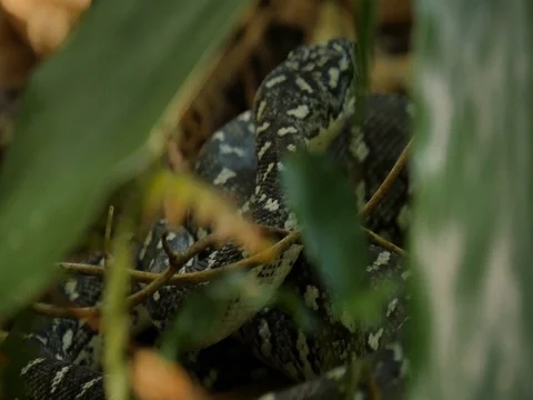 Snake reptile serpent in tree Diamond Python Stock Footage 74179262