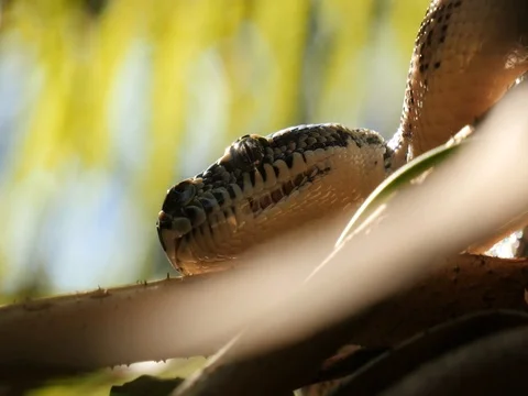 Snake reptile serpent in tree Diamond Python Video stock 74179835