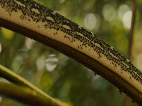 Snake reptile in tree Diamond Python Stock Footage 74178549