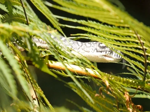 Snake reptile in tree Diamond Python Vídeos de archivo 74179298