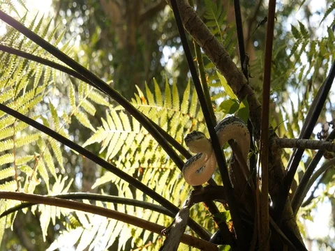 Snake reptile in tree Diamond Python Stock Footage 74179623
