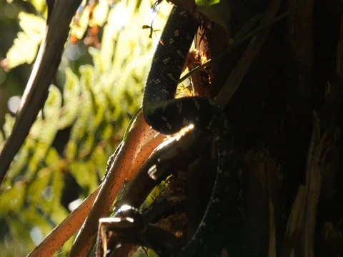 Snake reptile in tree Diamond Python Vídeos de archivo 74179821