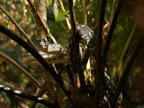 Snake reptile in tree Diamond Python Video stock 74179900