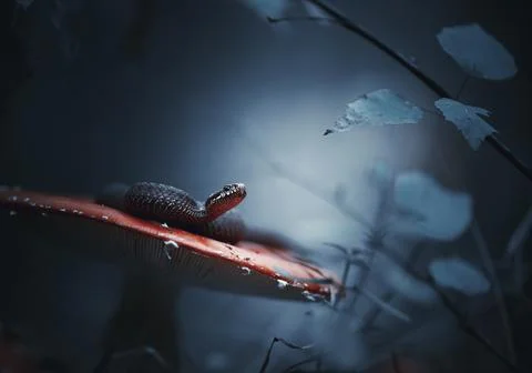 The snake is resting on the hat of the red fly agaric in the wild. 写真素材