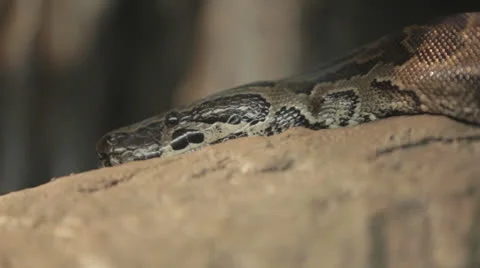 Snake Resting (head only) Stock Footage 24383475