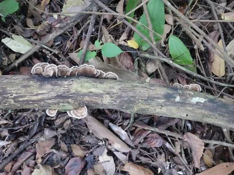 Snake resting on a log forest. Fotos Stock