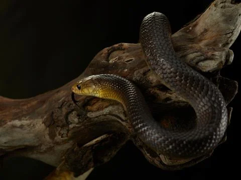 Snake Resting on a Log Stock Photos