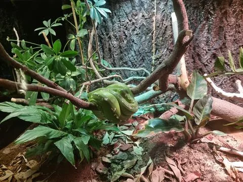 The snake is resting Stock Photos