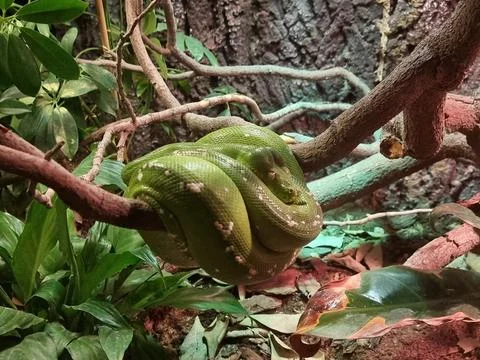 The snake is resting Stock Photos