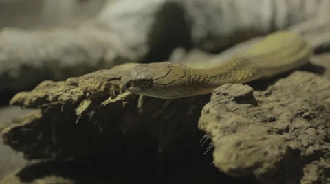 Snake Resting On Rocks Stock Footage 24632888