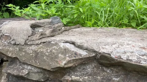 Snake Resting on Stone Near Waterfall with Flowing Water Stock Footage 341573503