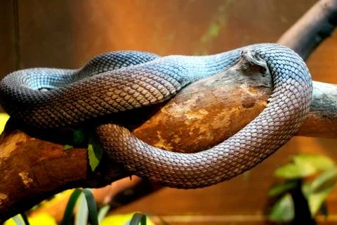 Snake is resting on tree branch Stock Photos