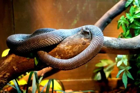 Snake is resting on tree branch Stock Photos