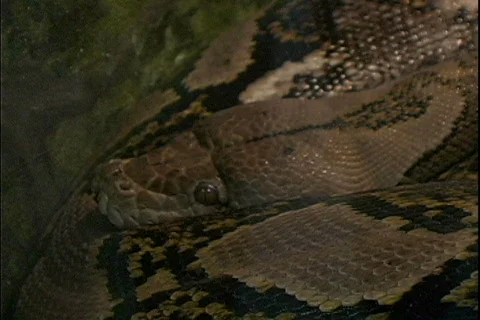 Snake rests Stock Footage 441919