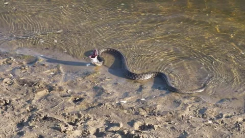 Snake on river bank, it opens its mouth and swallows fish. Stock Footage 284068271