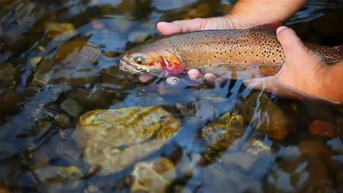 Snake River Cutthroat Trout Stock Footage 227652379