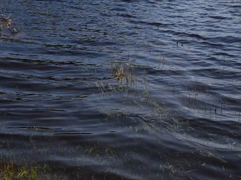 Snake river Stock Footage