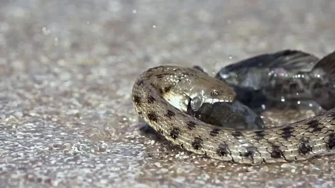 Snake River Natrix reptile head swallowed goby fish Stock Footage 78201564