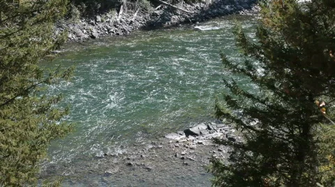 Snake River thru pine trees P HD 3452 库存影片 540561