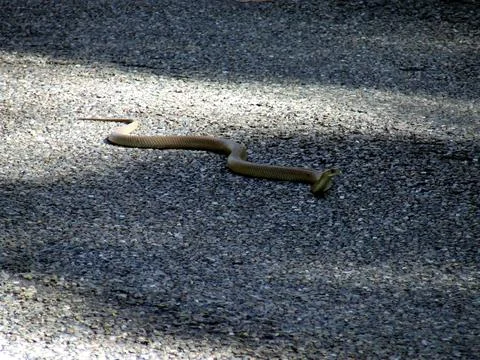 Snake on the road Stock Photos