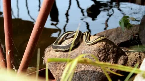Snake on rock Video stock 11656597