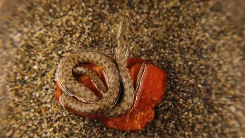 Snake on a rock in the middle of the water is sunbathing. camouflaged snake Stock Footage 157447634