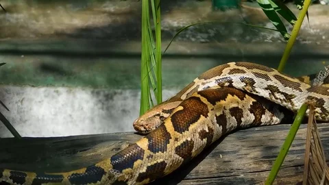 Snake - Rock Python moving on a tree branch Vídeos de archivo 116535883