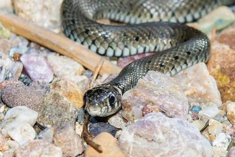 Snake on rocks Stock Photos