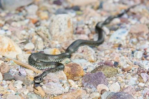 Snake on rocks Stock Photos