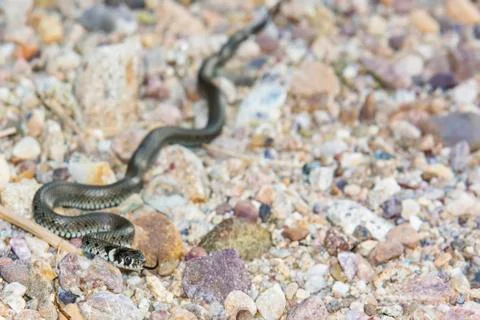 Snake on rocks Stock Photos
