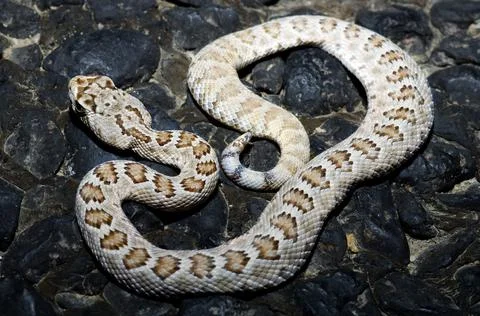 A Snake On The Rocks Stock Photos