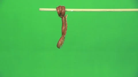 Snake rolled on a stick Stock Footage 56319953