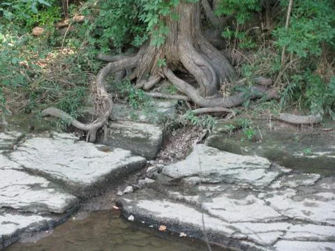 Snake Root Tree Stock Photos