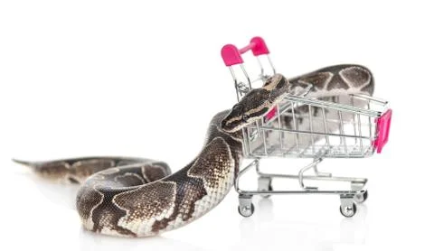 Snake Royal Python creeps on shopping trolley. isolated on white background Foto stock