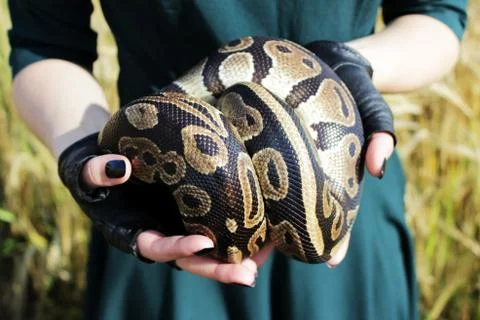 Snake Royal Python, or Ball Python Python regius in the arms of the girl in b 写真素材
