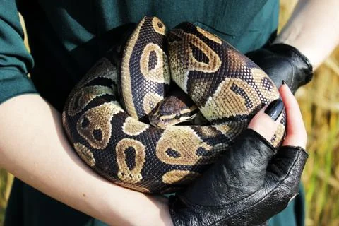 Snake Royal Python, or Ball Python Python regius in the arms of the girl in b Stock-Fotos