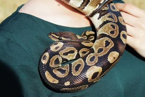 Snake Royal Python, or Ball Python Python regius on the shoulder of a girl Stock-Fotos