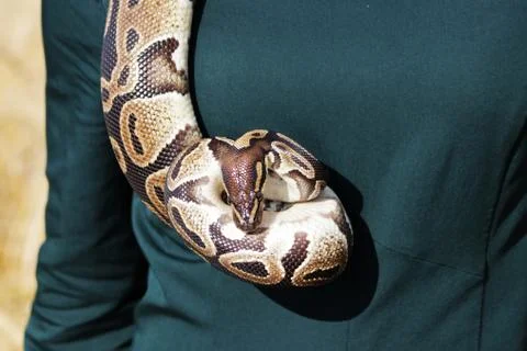 Snake Royal Python, or Ball Python Python regius hangs around the girl's neck Stock Photos