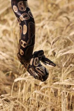 The snake Royal Python, or Ball Python regius rests on the hands of a field Stock Photos