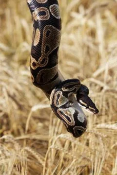 The snake Royal Python, or Ball Python regius rests on the hands of a field 写真素材