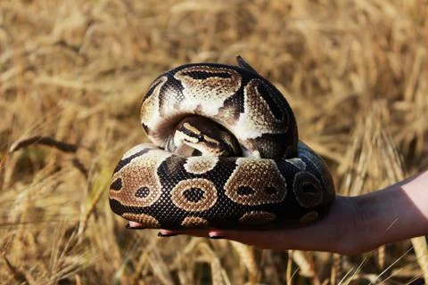 The snake Royal Python, or Ball Python regius rests on the hands of a field o 写真素材
