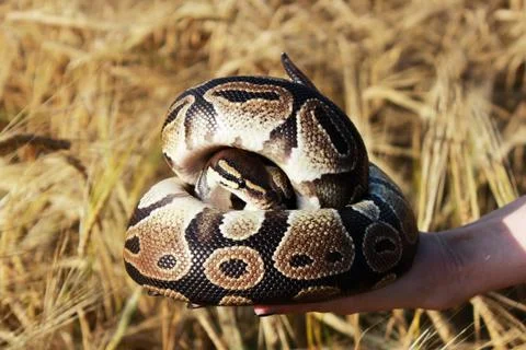 The snake Royal Python, or Ball Python regius rests on the hands of a field o Stock-Fotos