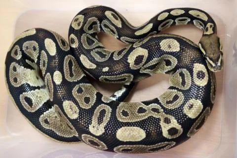Snake Royal Python, or Ball Python Python regius lies in a plastic box during 写真素材