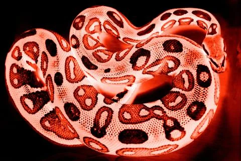 Snake Royal Python, or Ball Python Python regius lies in a plastic box during Stock-Fotos