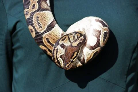 Snake Royal Python, or Ball Python Python regius hangs around the girl s n... Stock-Fotos