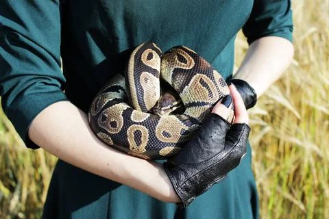 Snake Royal Python, or Ball Python Python regius in the arms of the girl i... Stock-Fotos